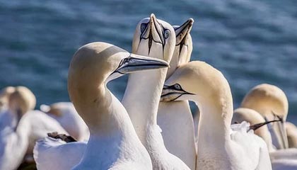 莫迪决心已下，大幅买俄油，还通告全球