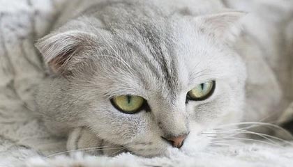 看好黄金 人民币大概率走强