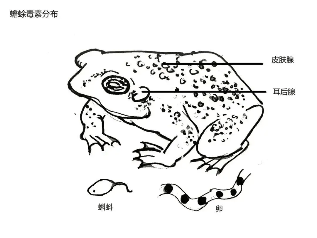 已致1人死亡！紧急提醒：有剧毒，别碰