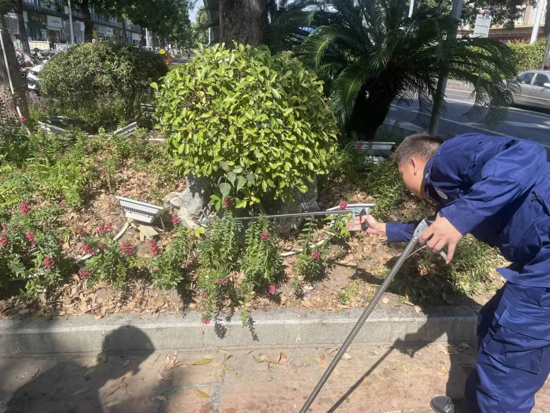 剧毒!广东一市民等红灯时,路边花基突然钻出一条眼镜王蛇