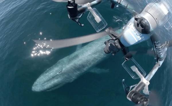 美国科学家震惊:封杀中国无人机,“简直是疯了!”