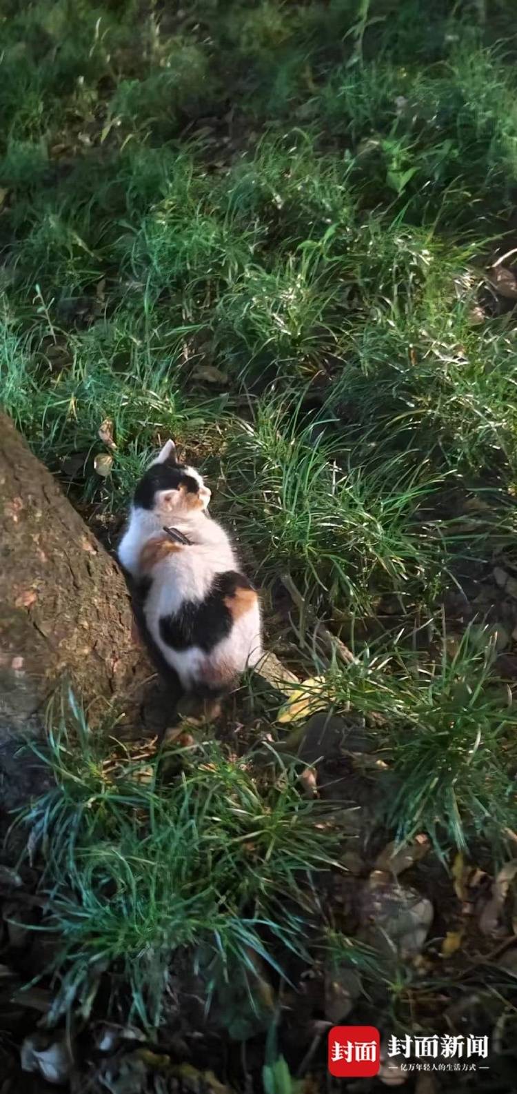 成都一流浪猫遭箭射穿身体，多人曾目睹有人射杀小动物，警方介入调查