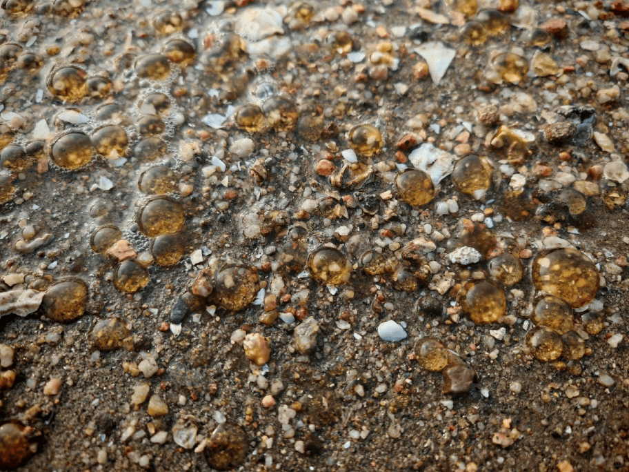 海边密集出现“爆爆珠”?广州、深圳等多地发布提醒