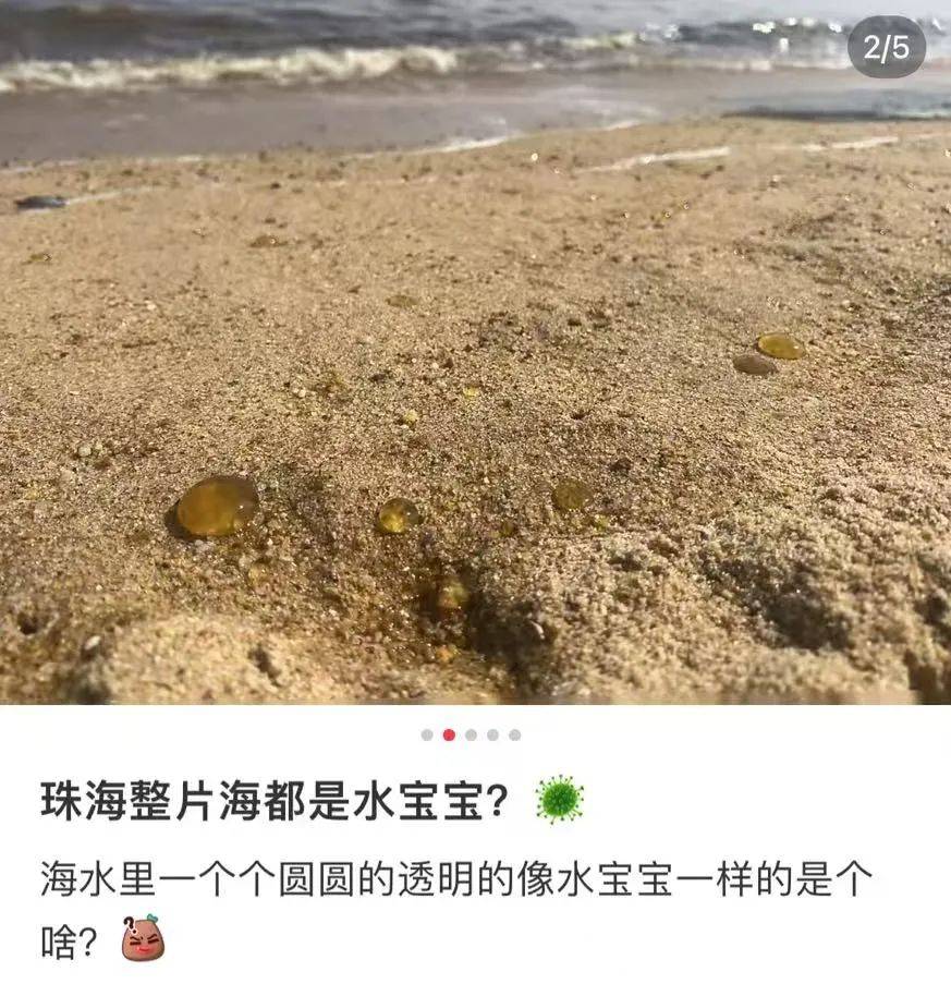 海边密集出现“爆爆珠”?广州、深圳等多地发布提醒