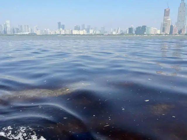 海边密集出现“爆爆珠”?广州、深圳等多地发布提醒