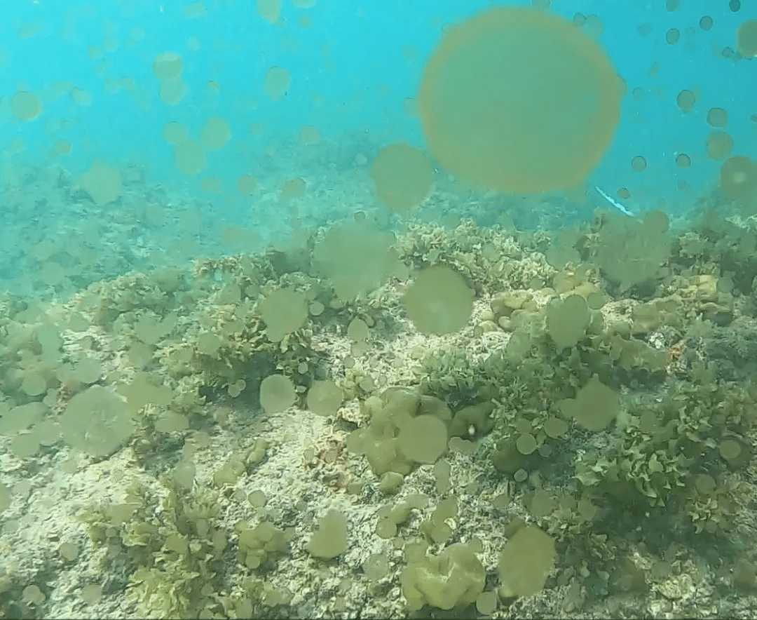 海边密集出现“爆爆珠”?广州、深圳等多地发布提醒