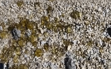 海边密集出现“爆爆珠”?广州、深圳等多地发布提醒