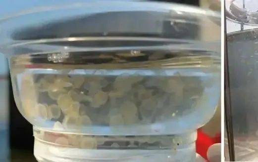 海边密集出现“爆爆珠”?广州、深圳等多地发布提醒