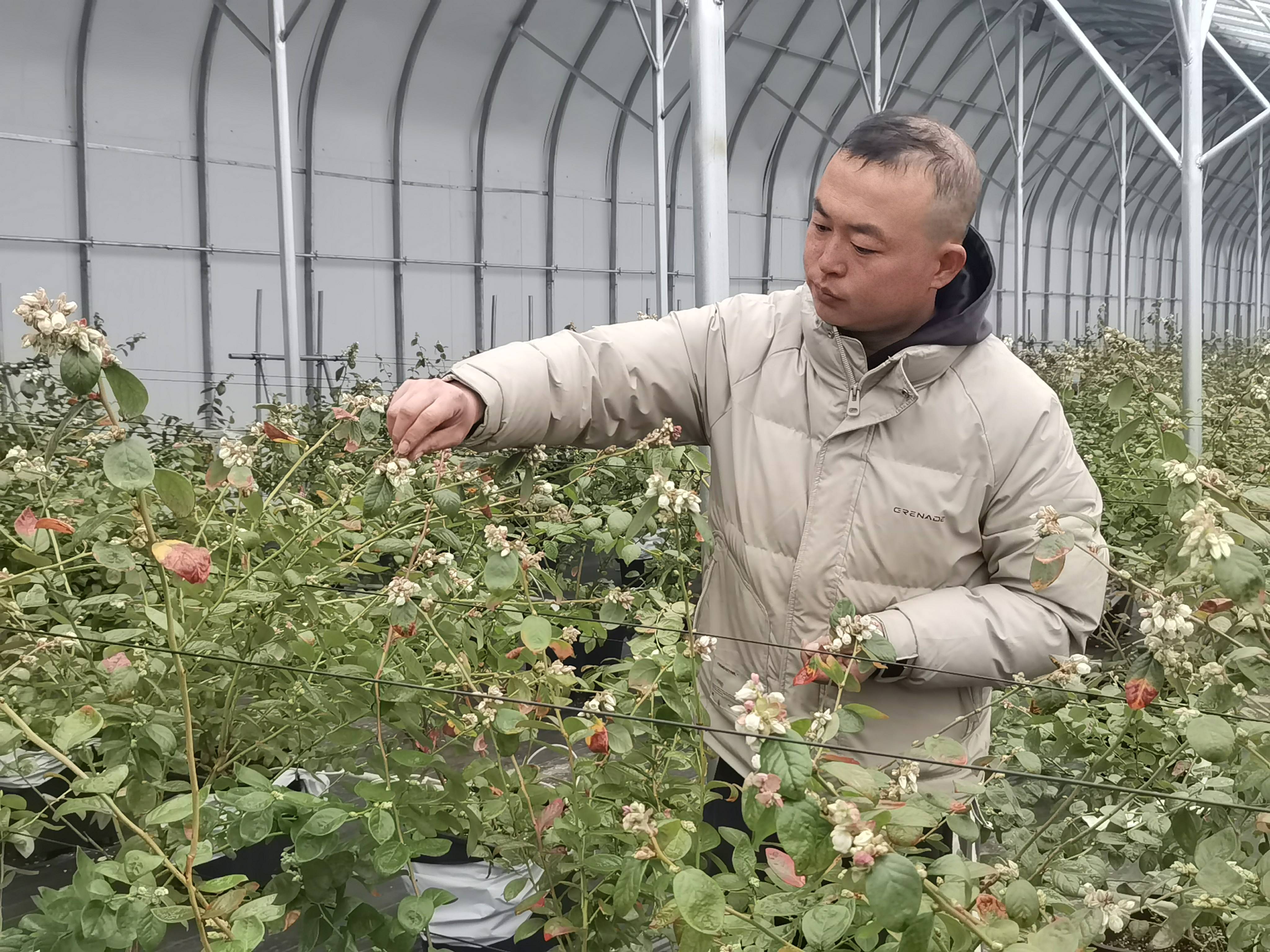 新春走基层|“村里的分红”:岗上花开!小岗村累计分红超2000万元