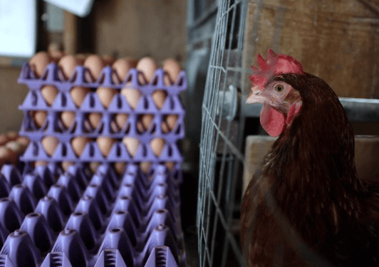 “雪中送蛋”，土耳其向美国出口约1.5万吨鸡蛋