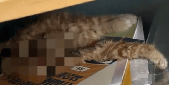 猫咪尸首分离被放课桌 调查结果：非人为