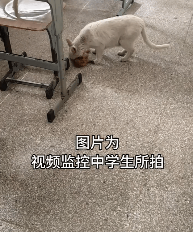 猫咪尸首分离被放课桌 调查结果：非人为