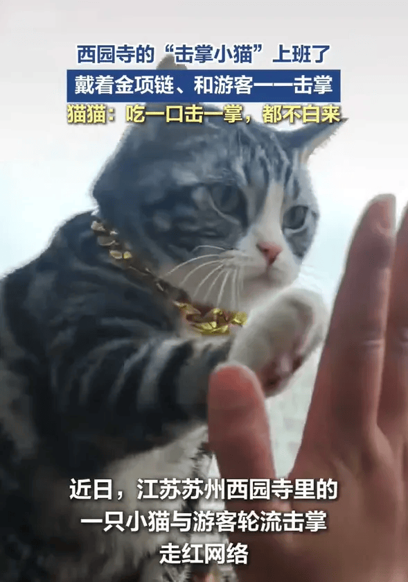 去寺庙吸猫的年轻人，把猫盘出了班味