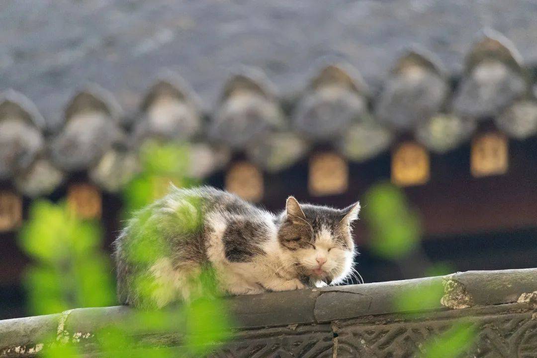 去寺庙吸猫的年轻人，把猫盘出了班味