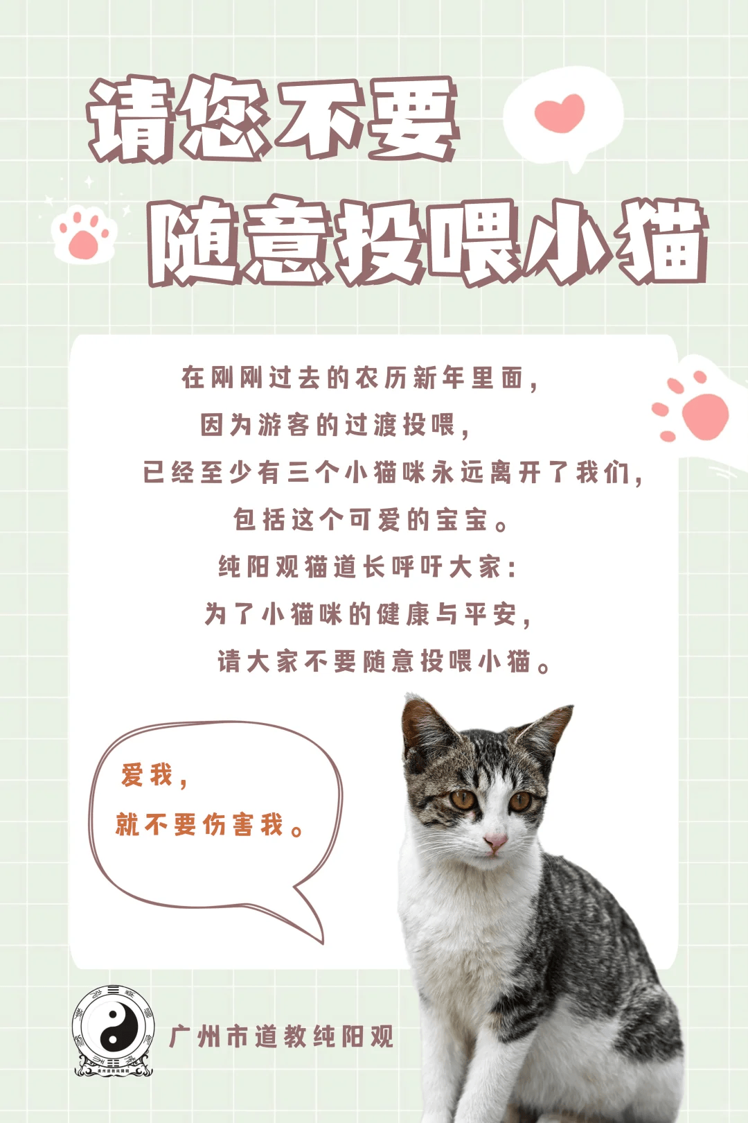 去寺庙吸猫的年轻人，把猫盘出了班味