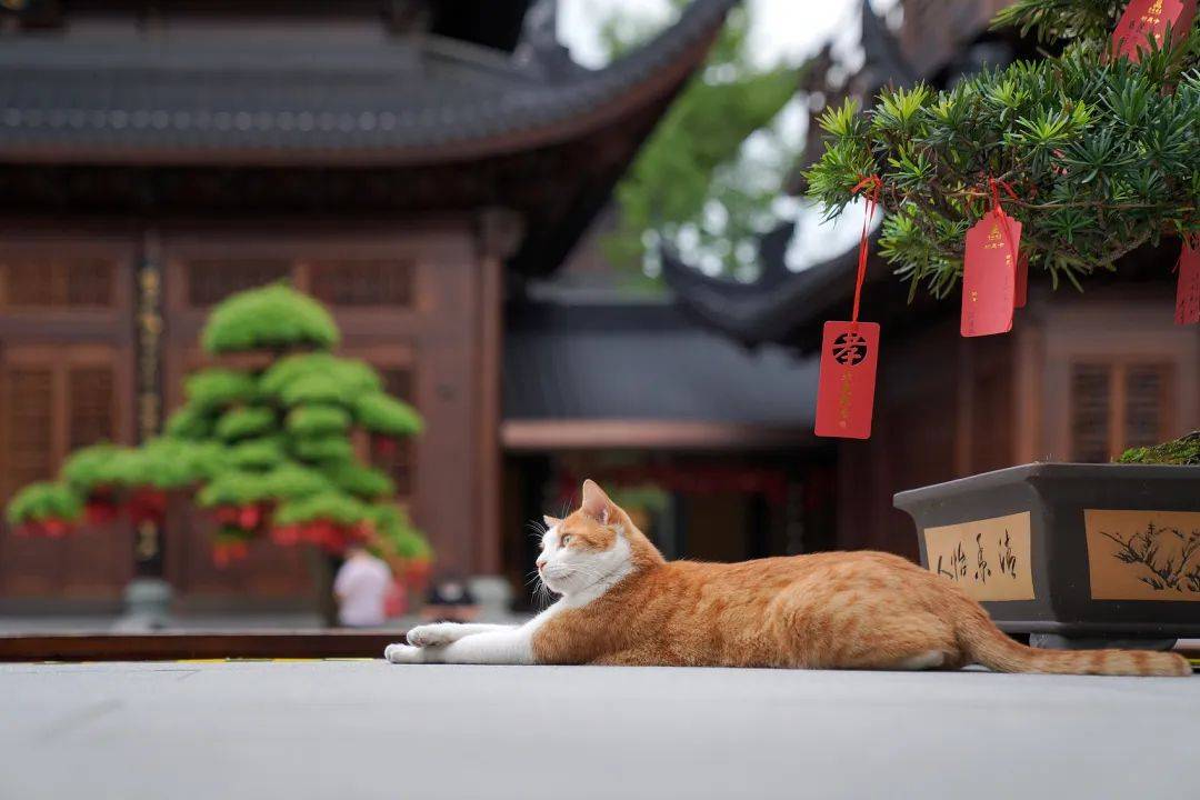 去寺庙吸猫的年轻人，把猫盘出了班味