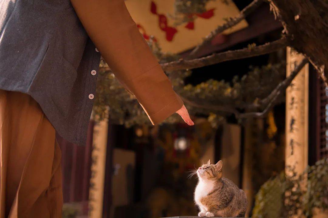 去寺庙吸猫的年轻人，把猫盘出了班味