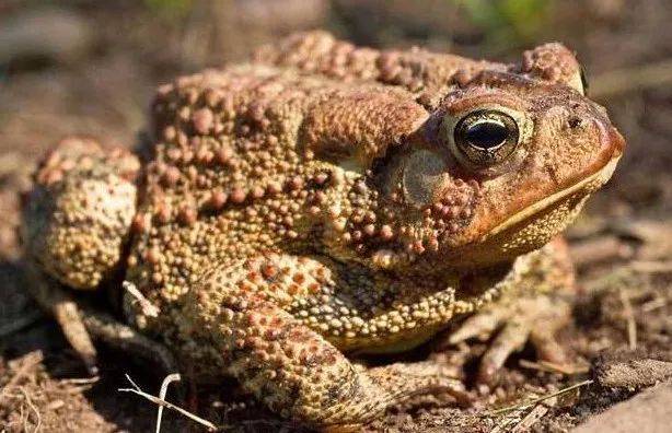 不要吃！含剧毒！无解药！已有人因此身亡…