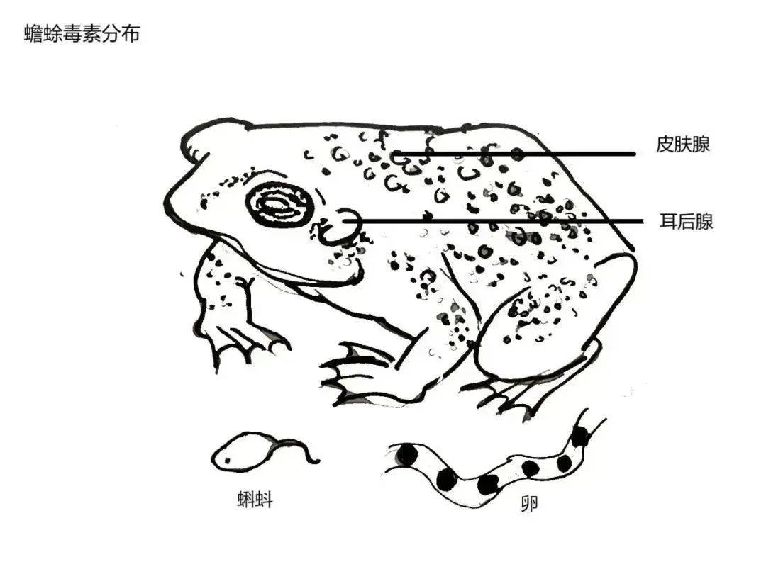 不要吃！含剧毒！无解药！已有人因此身亡…