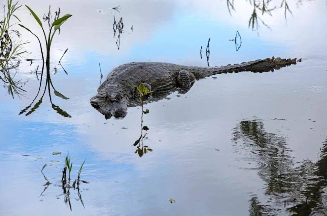 飞机迫降亚马逊鳄鱼巢穴！被鳄鱼和蛇整晚盯着，被困36小时后获救