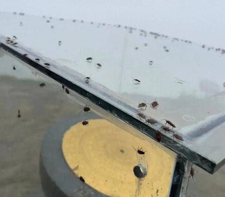 游客吐槽武功山臭屁虫“密密麻麻，臭气熏天”，景区：不咬人，建议穿长袖长裤