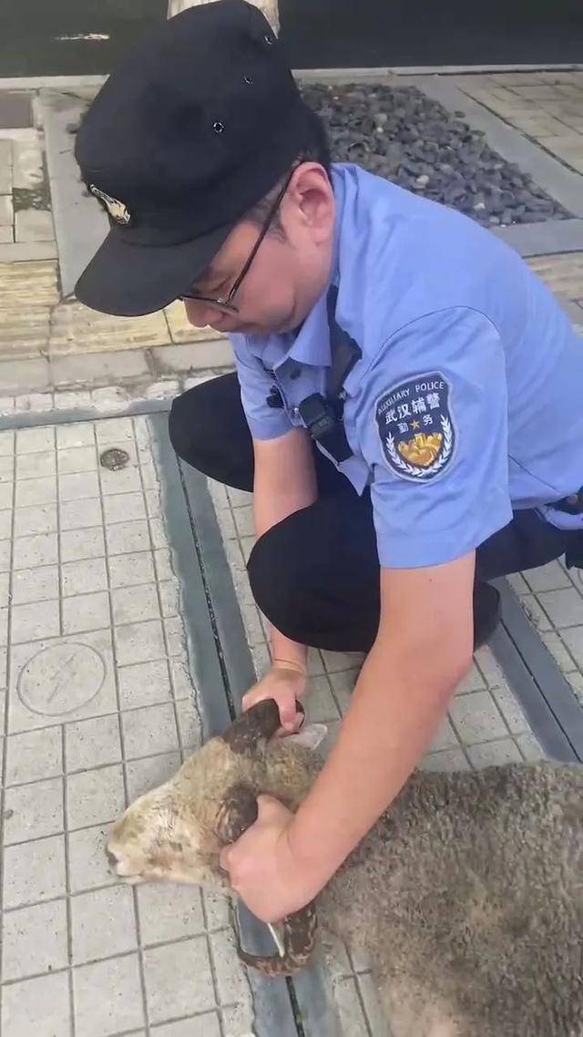 一只大肥羊从烧烤店“逃出生天”后,在汉口闹市逛街,被多名群众报警捉回