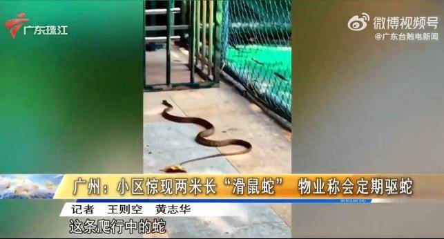 广州一小区惊现2米长滑鼠蛇 业主：对“蛇邻居”已见怪不怪
