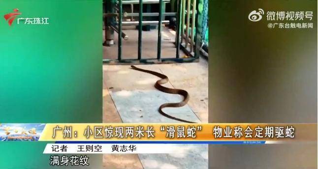 广州一小区惊现2米长滑鼠蛇 业主：对“蛇邻居”已见怪不怪