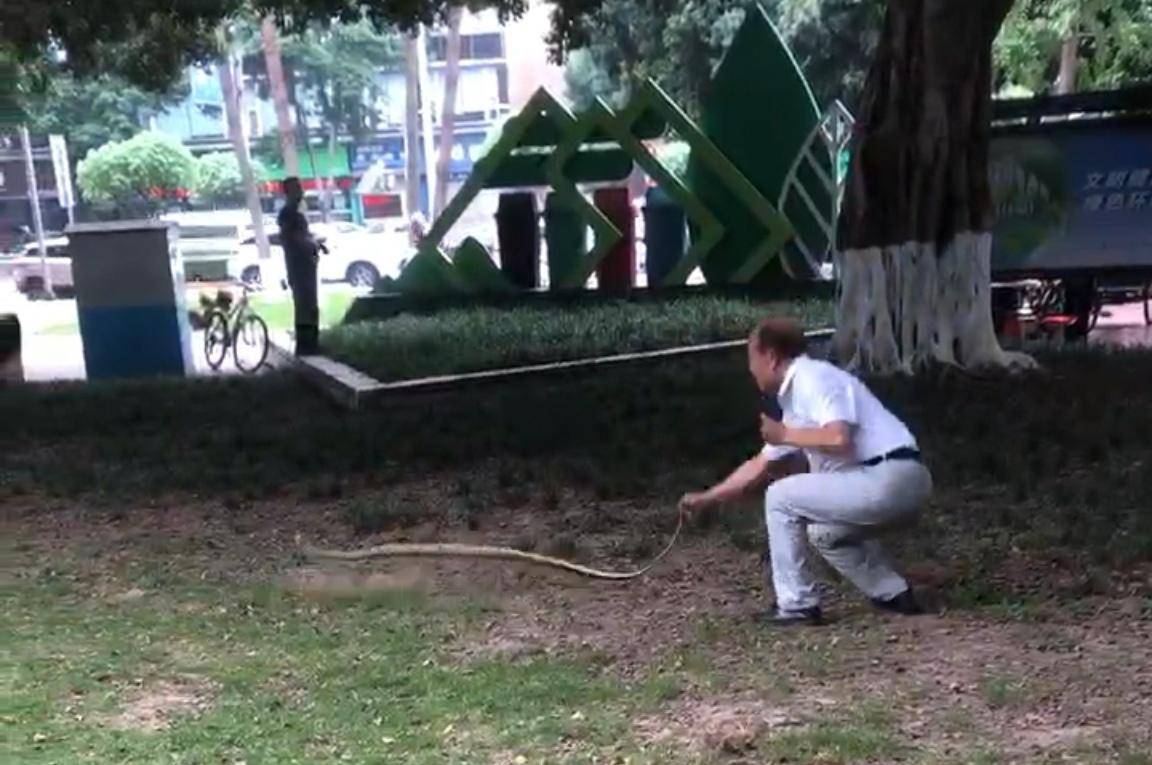 天降大蛇吓坏树下打牌阿姨，“硬核”大爷徒手逮蛇抡摔 专家：不建议这样处理