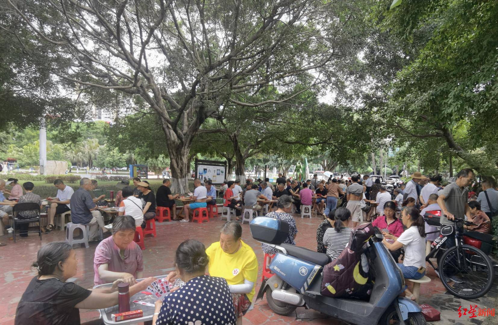 天降大蛇吓坏树下打牌阿姨，“硬核”大爷徒手逮蛇抡摔 专家：不建议这样处理