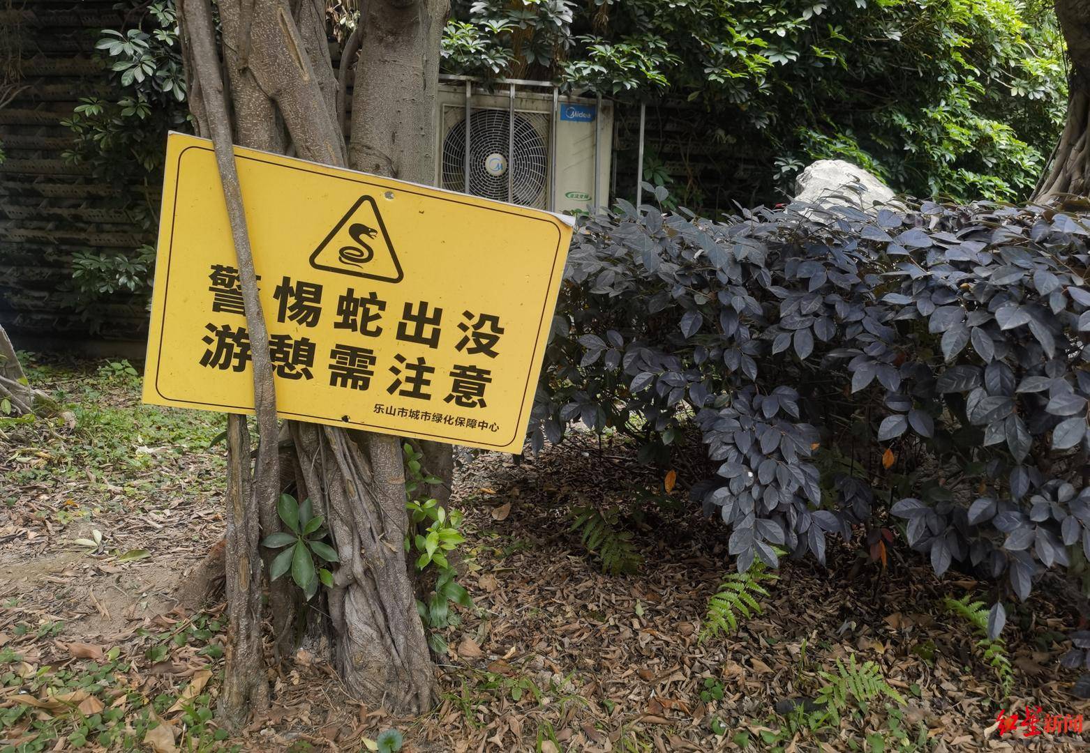 天降大蛇吓坏树下打牌阿姨，“硬核”大爷徒手逮蛇抡摔 专家：不建议这样处理