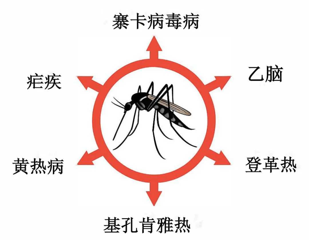 夏季警惕这两种蚊媒传染病！做好四步有效防治→