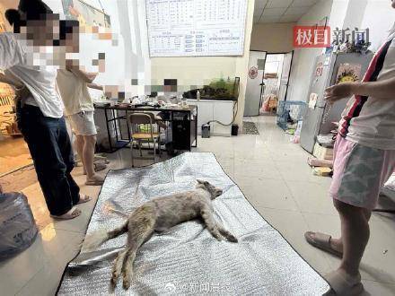 女子称狗狗被宠物店烘干箱活活烤死？涉事门店已歇业，主人：对方曾谎称是中暑