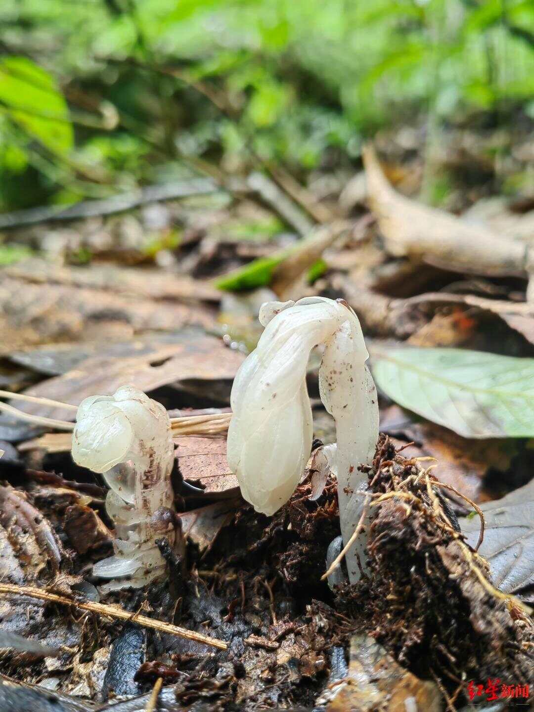 云南哀牢山发现7株“冥界之花” 一碰就枯萎