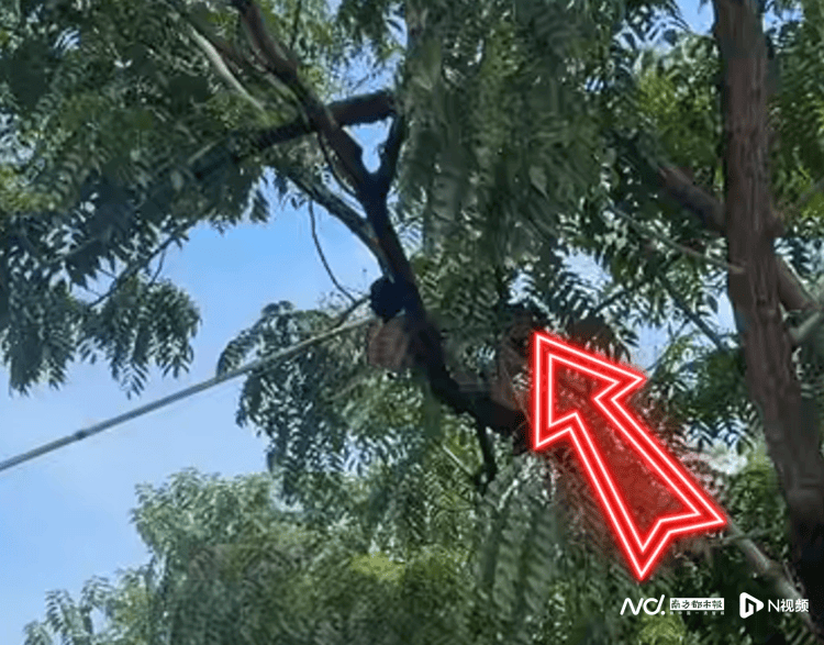 超2米长巨蟒“从天而降”，消防3分钟捉蛇，事发佛山顺德