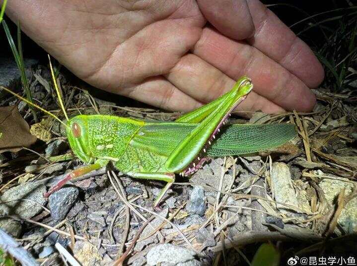 点虫成金！合肥发现最大蝗虫，约成人手掌大小！专家称其肉质丰满可油炸食用