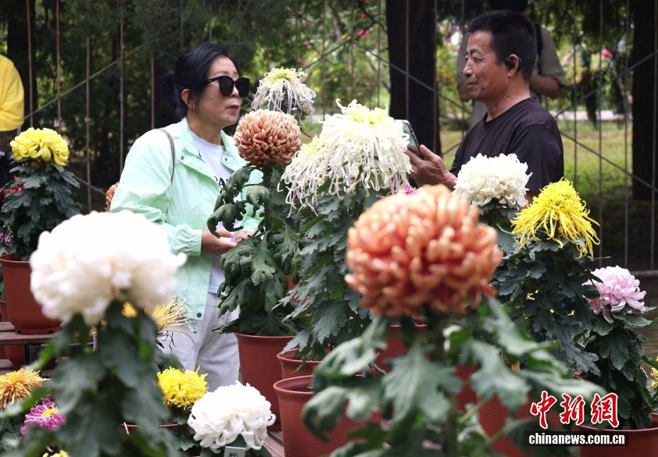 北京:游客漫步“菊海花田” 感受秋日盛景