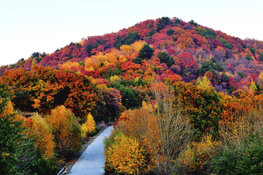 错过再等一年！郑州周边赏红叶的5个好去处推荐！
