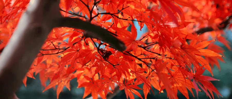 错过再等一年！郑州周边赏红叶的5个好去处推荐！