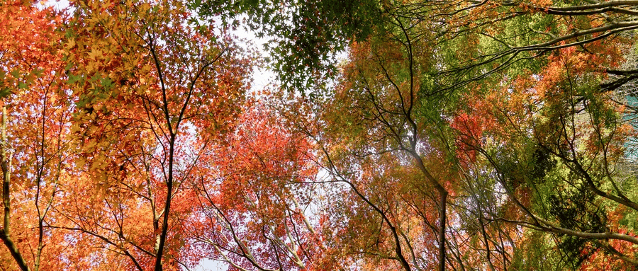 错过再等一年！郑州周边赏红叶的5个好去处推荐！