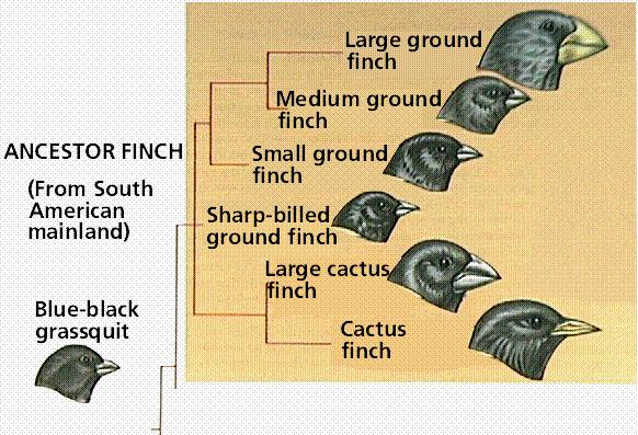 瑞波币和ripple的区别的简单介绍