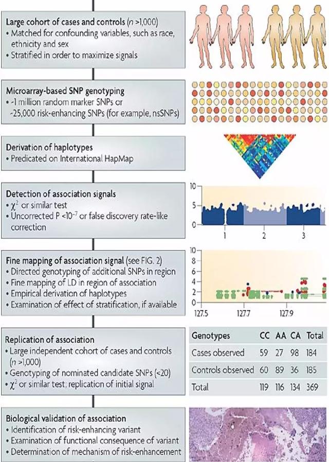 瑞波基因币最大的公司有哪些(瑞波基因币最大的公司有哪些品牌)